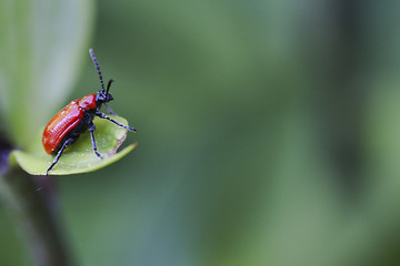 Image showing red lily beetle