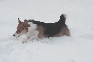 Image showing running in snow