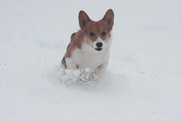 Image showing running in snow