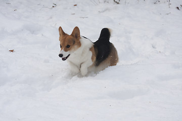 Image showing running in snow