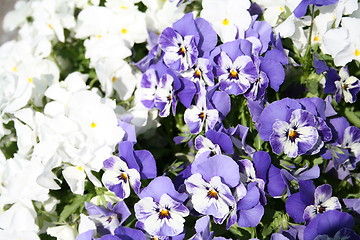 Image showing Pansies