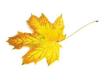 Image showing Yellow multicolor autumn maple-leaf