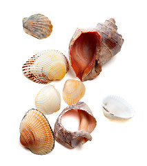Image showing Seashells on white