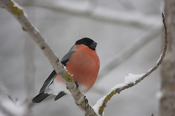 Image showing bullfinch