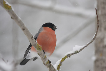 Image showing bullfinch