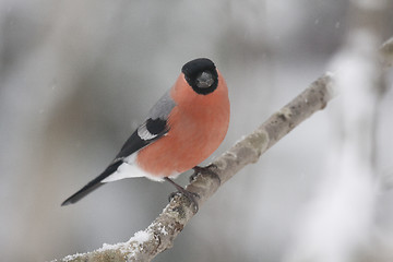 Image showing bullfinch