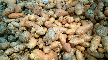 Image showing Freshly harvested turmeric roots