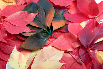 Image showing Background of multicolor leafs