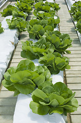 Image showing Lettuce Hydroponics