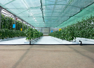 Image showing Inside Hydroponic Hothouse