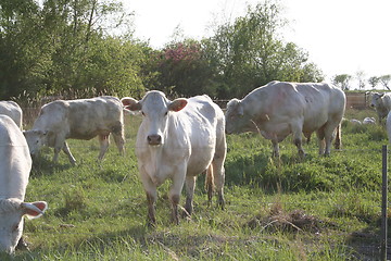 Image showing Cattle on grazing