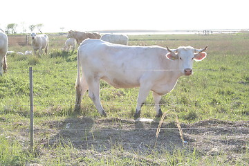 Image showing White cow