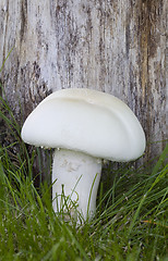 Image showing Horse Field Mushroom