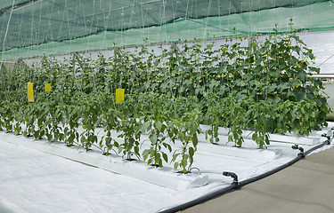 Image showing Inside Hydroponic Hothouse