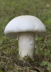 Image showing Wild Field Mushroom