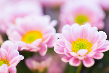 Image showing close up of beautiful pink chrysanthemum flowers