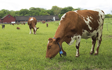 Image showing Cow