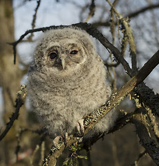 Image showing Tawny owl