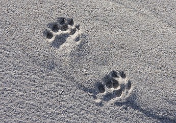 Image showing Footprint