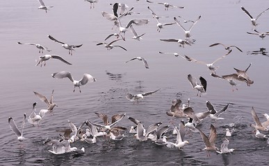 Image showing Seagull