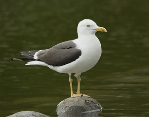 Image showing Lesser Black-backed