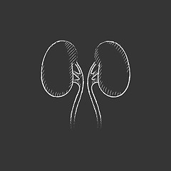 Image showing Kidney. Drawn in chalk icon.