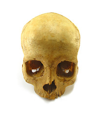 Image showing skull