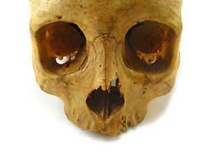 Image showing skull