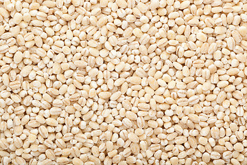 Image showing Barley