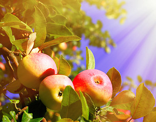 Image showing Red apples and leaves on blue sky