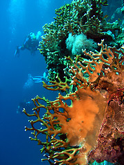 Image showing Coral and divers