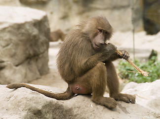 Image showing Hungry baboon