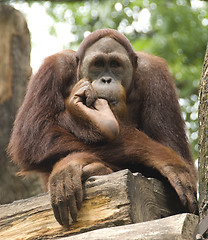 Image showing Orangutan