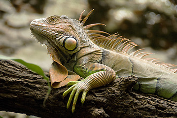 Image showing Green iguana