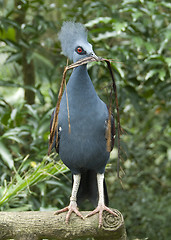 Image showing Victoria Crowned Pigeon