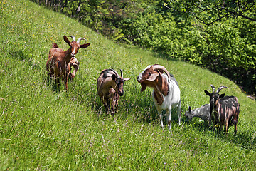 Image showing Goat