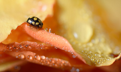 Image showing close up of an yellow ladybug