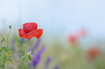 Image showing colorful flowers on field 