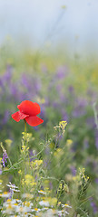 Image showing colorful flowers on field