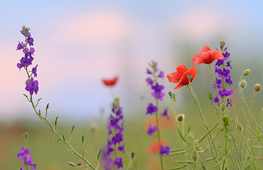 Image showing colorful flowers on field