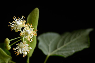 Image showing Flowers of linden tree 