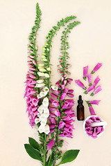 Image showing Foxglove Herbal Medicine