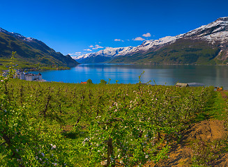 Image showing Hardangerfjord in Norway