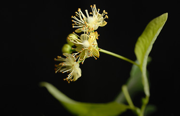 Image showing Flowers of linden tree 