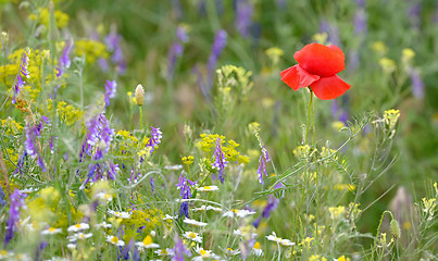 Image showing colorful flowers on field 