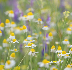 Image showing Wild camomile daisy flowers 