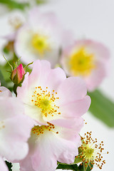 Image showing Dog rose, Rosa canina