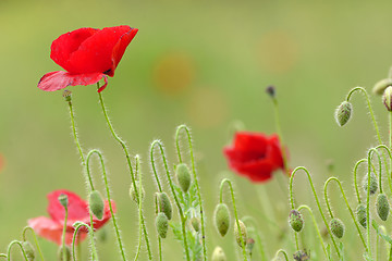 Image showing Poppy flowers on field