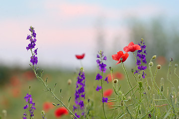 Image showing colorful flowers on field 