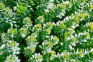 Image showing Rhodiola rosea mesh